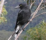 Pied Currawong